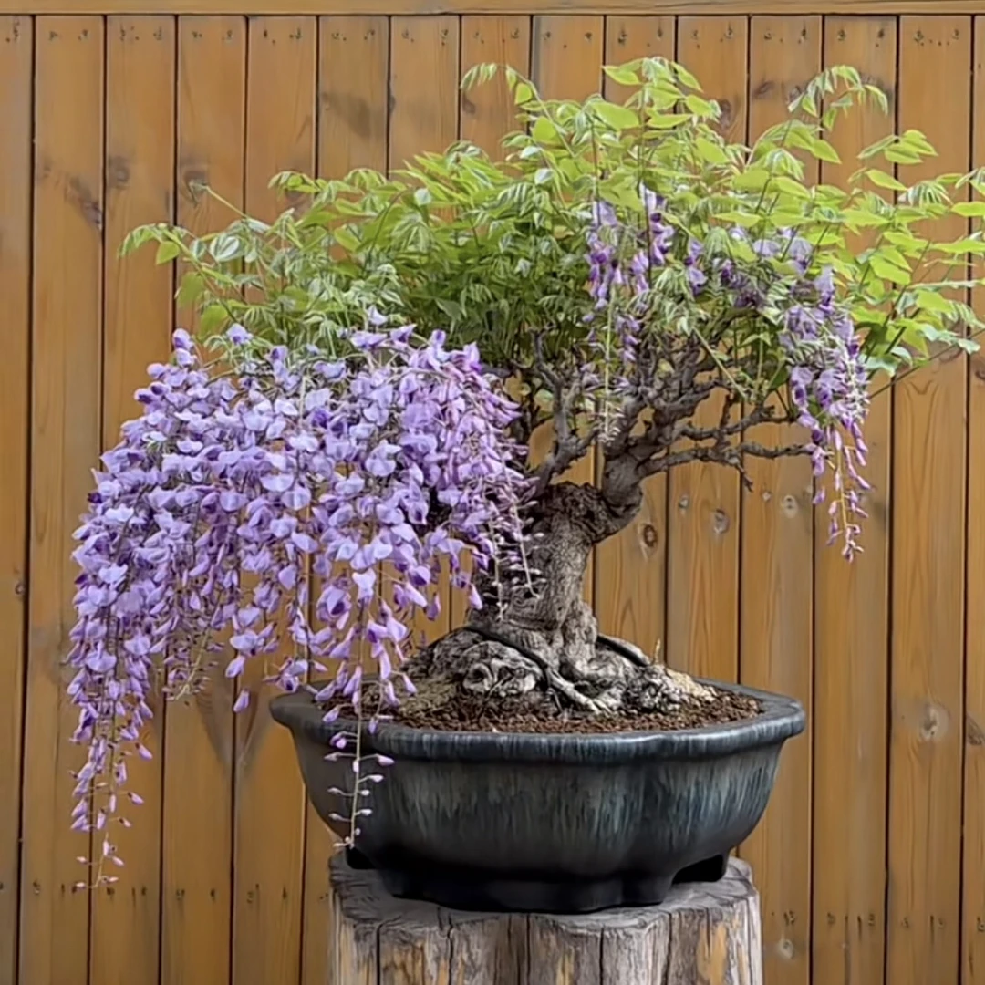 大紫藤花紫藤盆景庭院植物