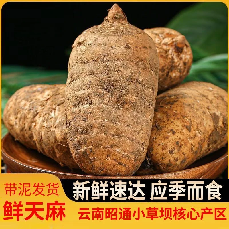 正宗云南小草坝乌天麻现挖现发新鲜仿野种植带泥发货炖鸡炖汤排骨