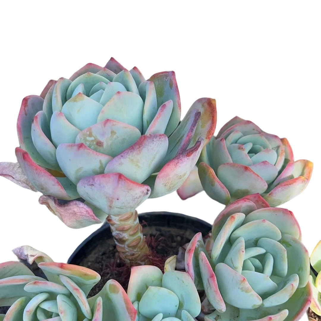 精品多肉 白月光