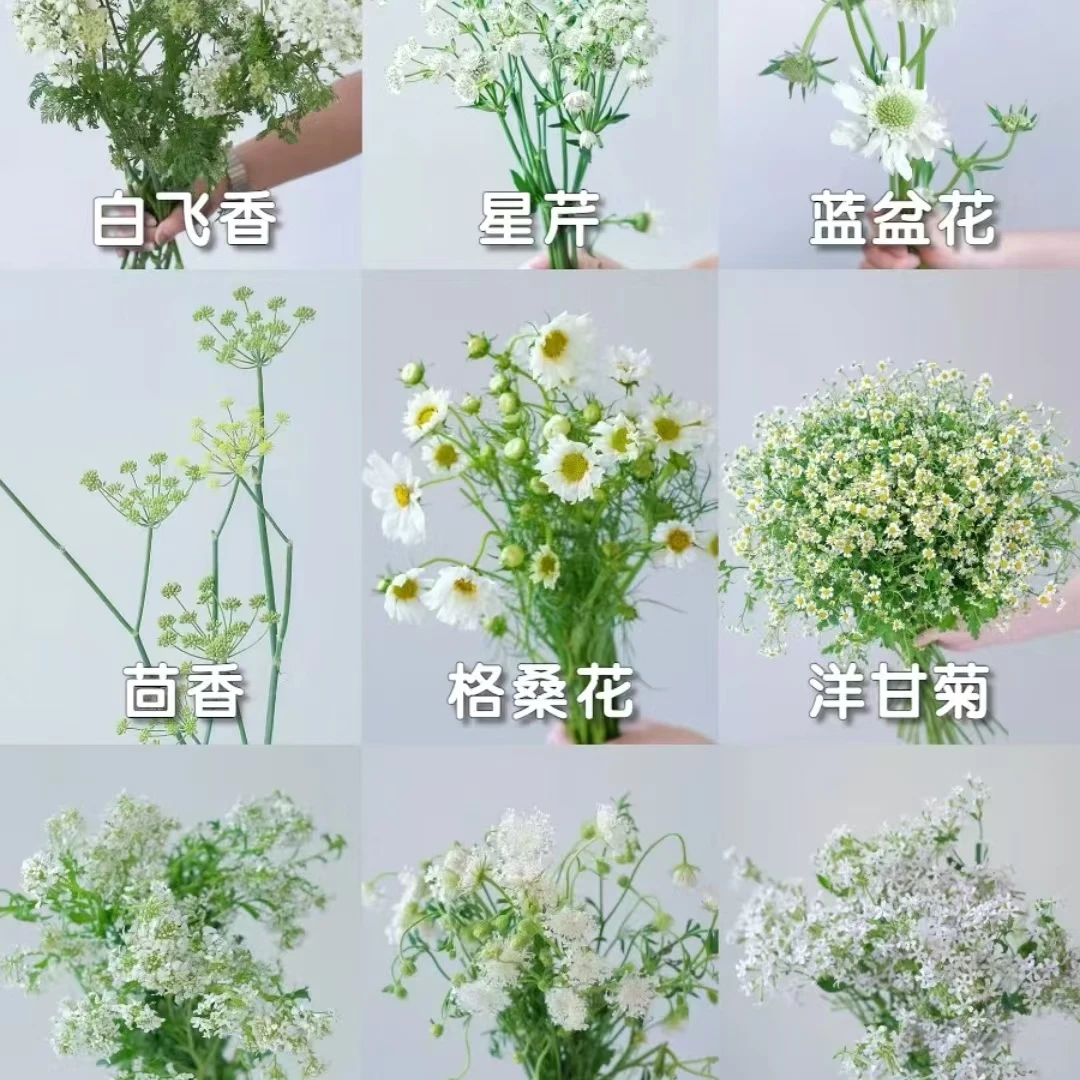 【源头优选】草花-任意2单鲜花包邮 发货后不支持退款