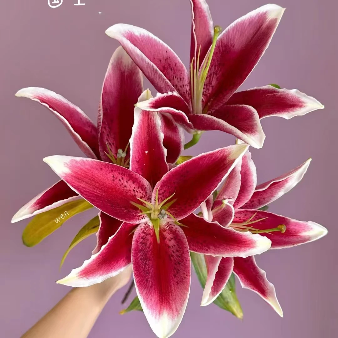 【梦境花卉】国王 香水百合-任意2单鲜花包邮 发货后不支持退款
