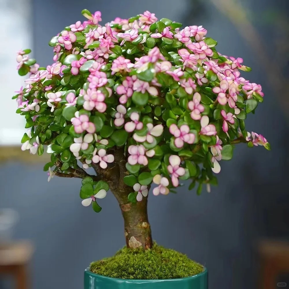 【源头优选】棒棒糖金枝-任意2单鲜花包邮 发货后不支持退款