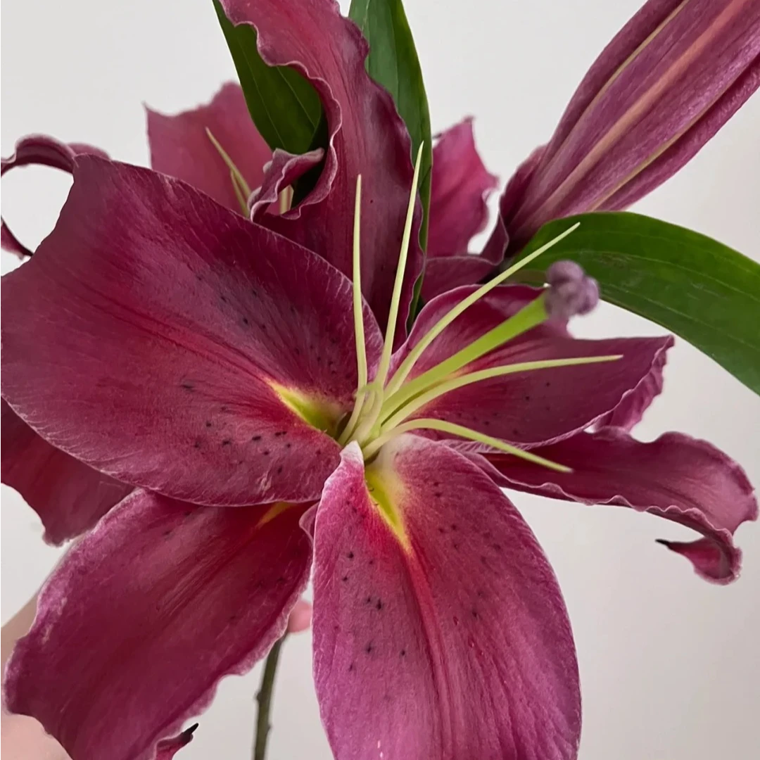 【源头优选】黑凤梨 香水百合 任意2单鲜花包邮 发货后不支持退款