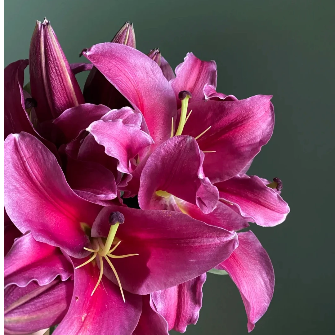 【源头优选】紫帝香水百合 任意2单鲜花包邮 发货后不支持退款