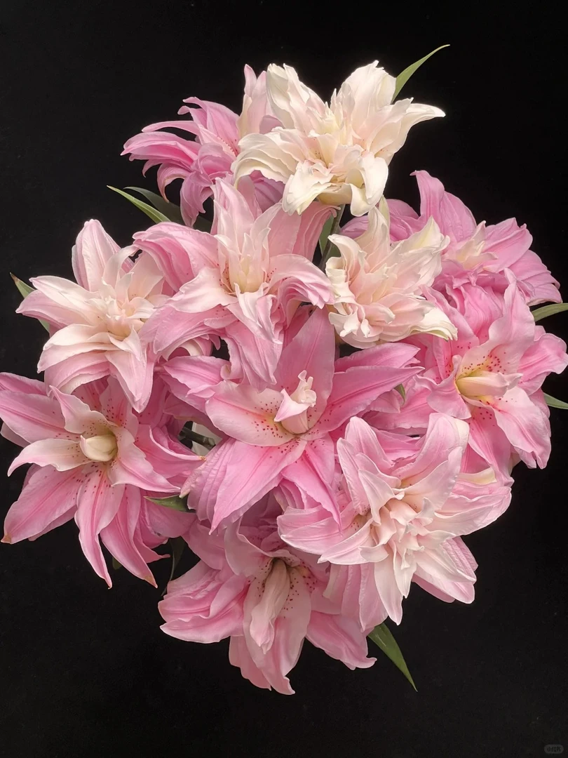 【源头优选】戴安娜重瓣百合 任意2单鲜花包邮 发货后不支持退款