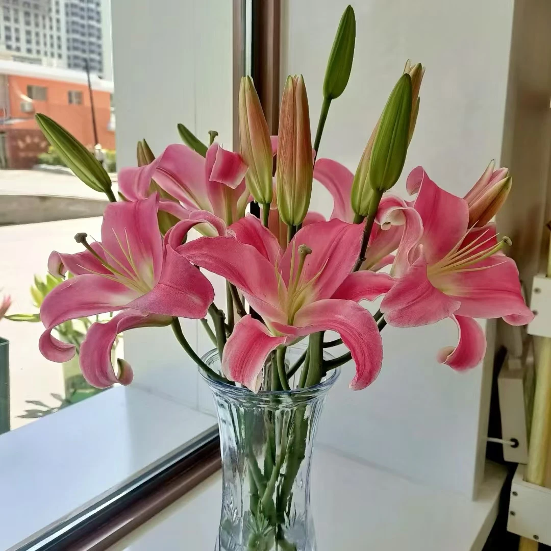 【源头优选】罗宾香水百合 任意2单鲜花包邮 发货后不支持退款