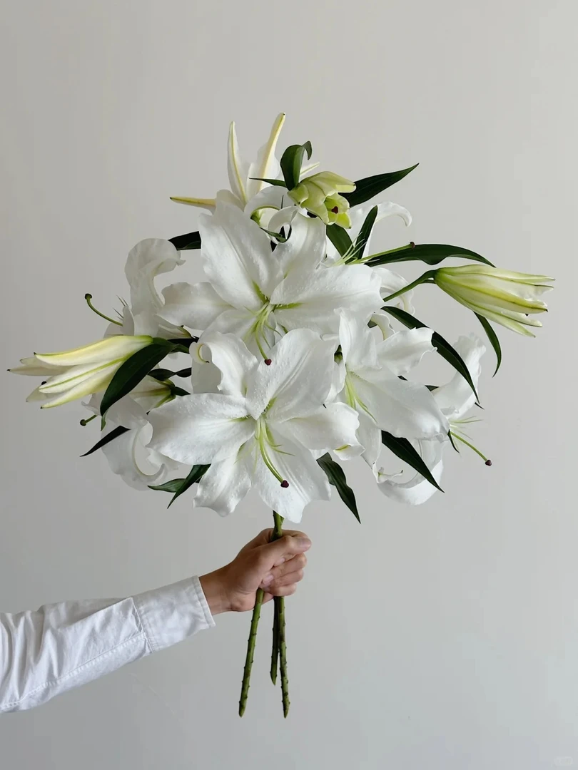 【源头优选】卡萨布兰卡香水百合 任意2单鲜花包邮发货后不支持退款