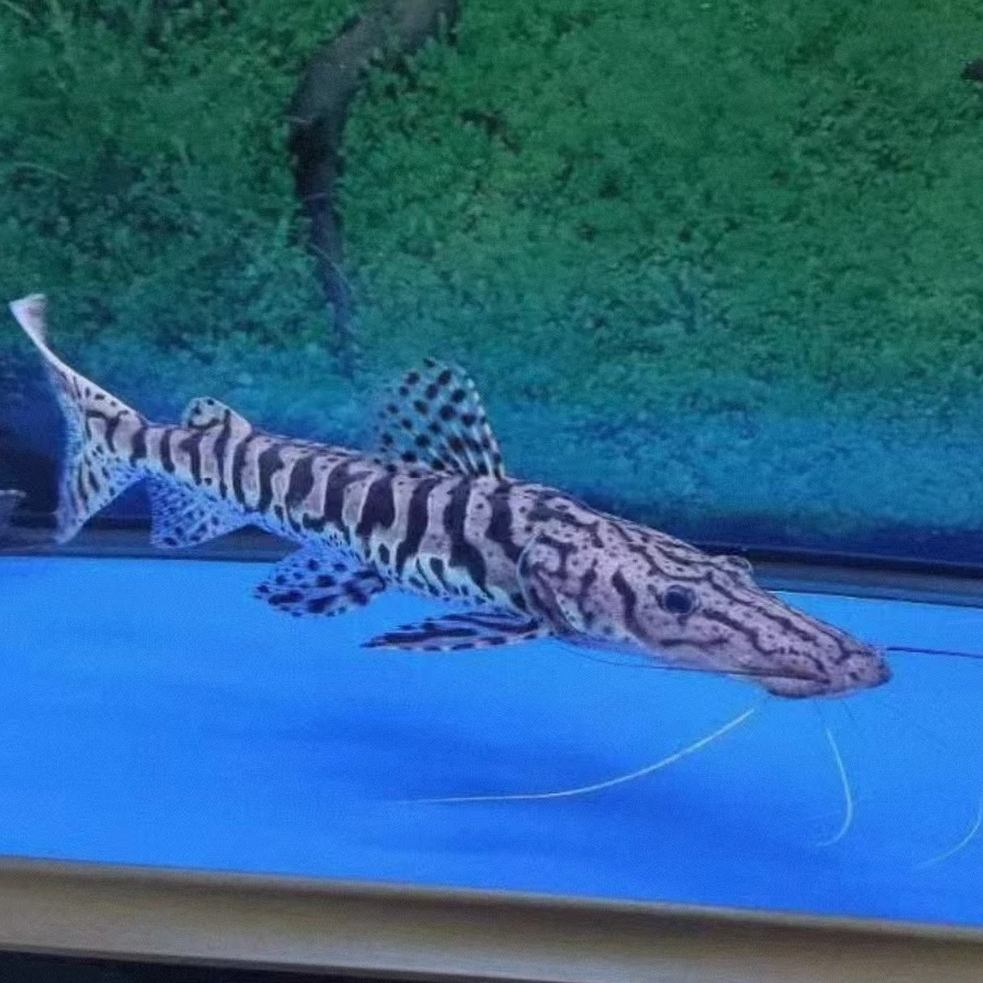 虎斑鸭嘴鱼 牛头鸭嘴鱼 大型热带观赏鱼清缸鱼「超萌好物」