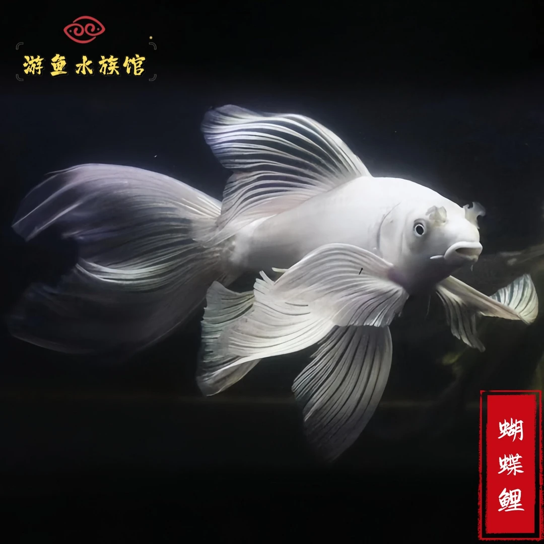 精品球型蝴蝶鲤中大型观赏鱼纯正台湾血统活体包邮发货包饲养养殖