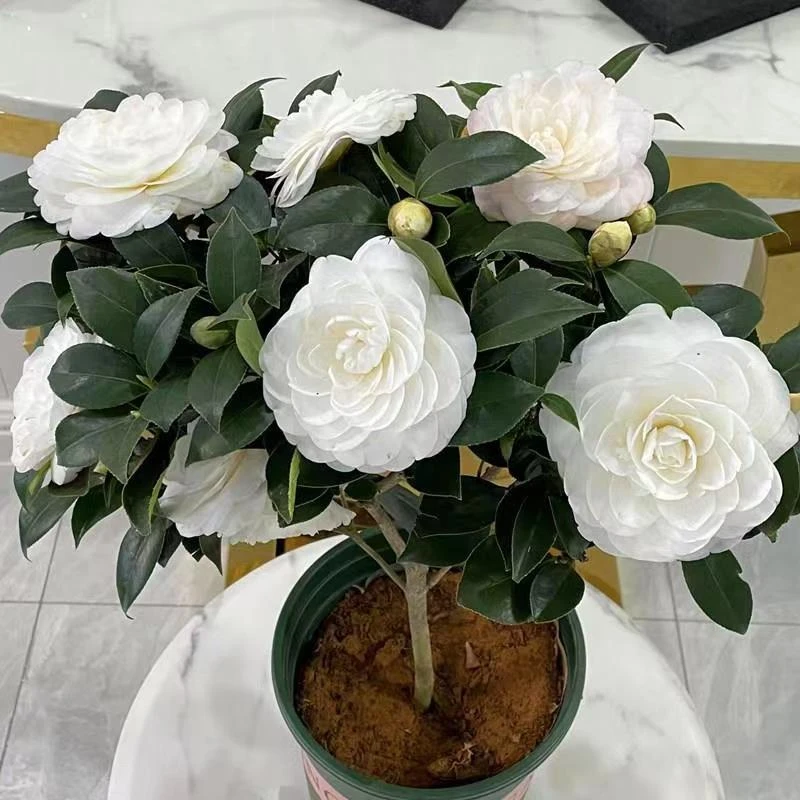 白玉丹茶花盆栽树苗花卉纯白色山茶带花苞年宵绿植名贵珍稀白茶花