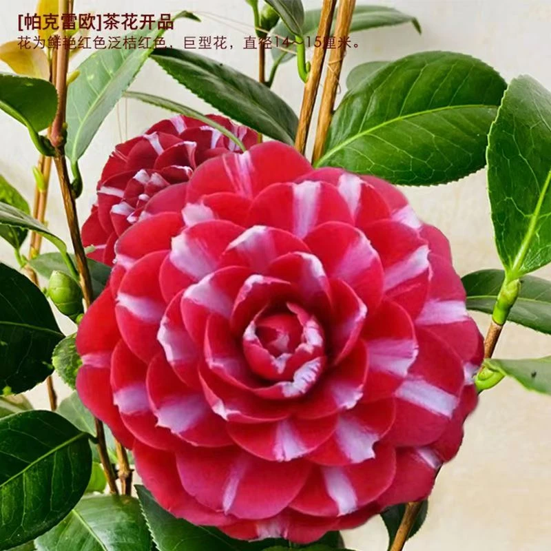 帕克雷欧茶花盆栽法国进口稀有名贵品种花卉树苗阳台庭院易活植物