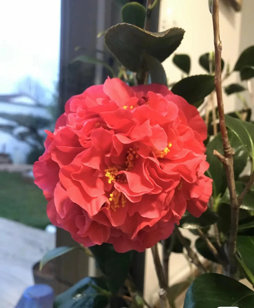克瑞墨大牡丹茶花浓香巨型大花盆栽四季常青耐寒耐热品种茶花好养