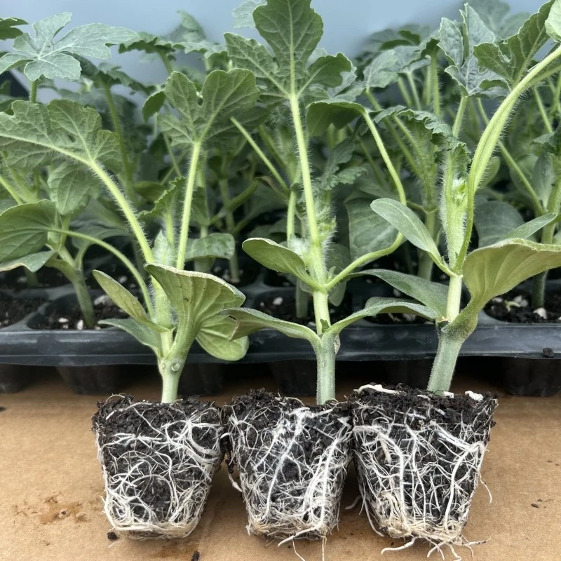 嫁接西瓜苗8424冰糖麒麟瓜苗秧四季南方种植阳台盆栽蔬菜秧苗种子