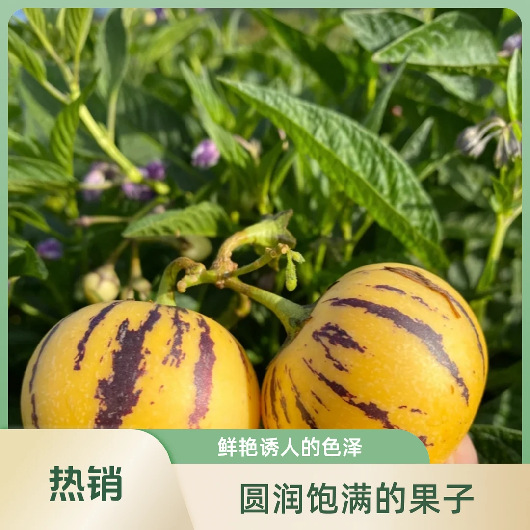 【坏果包赔SF】正宗云南石林人参果树上熟清甜黄肉圆果产地直发3斤