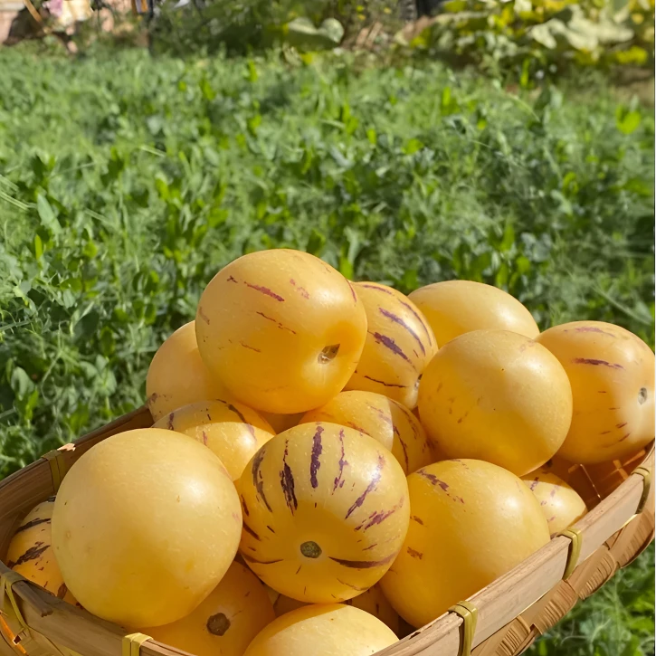 【云南人参果】云南树熟黄肉新鲜采摘皮薄多汁清甜可口5斤特大果