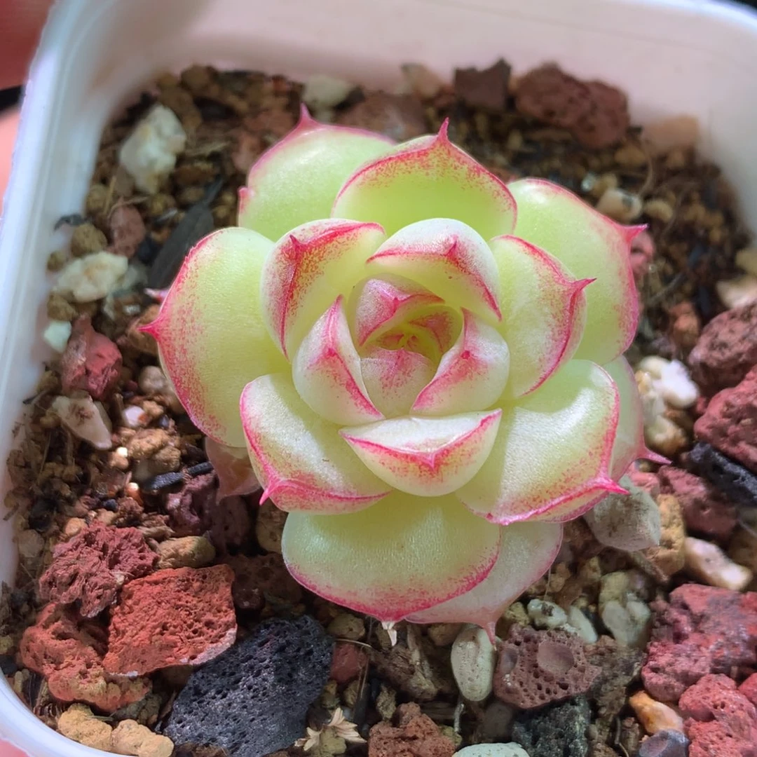 云品花园冰心系列-393