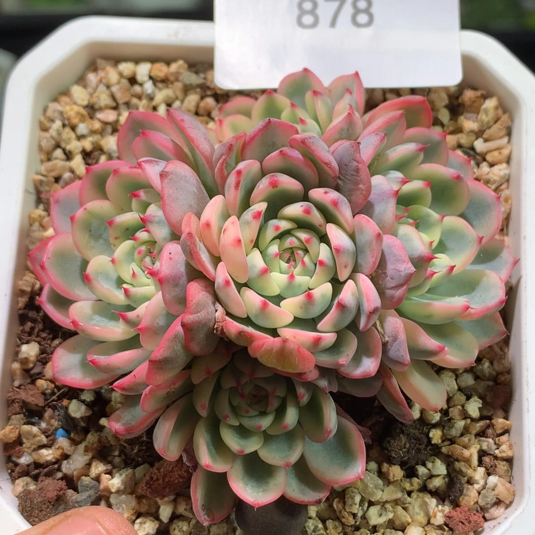 云品花园冰心系列-878