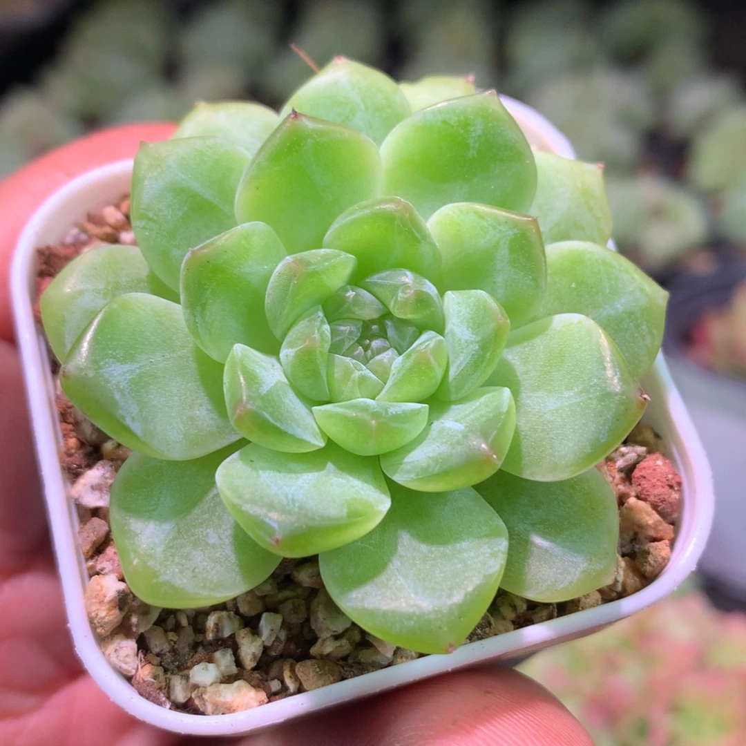 云品花园冰心系列-839