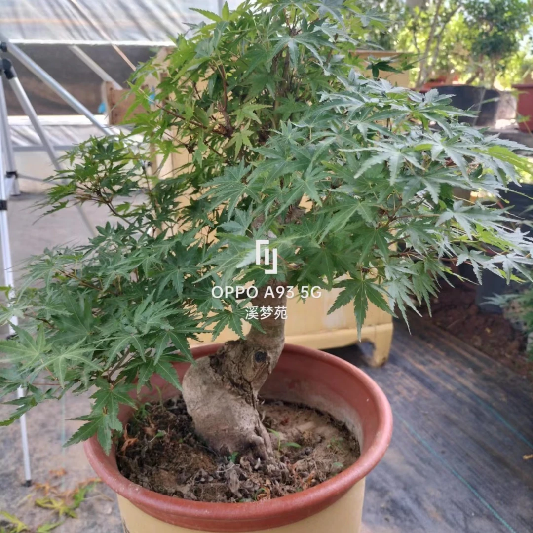 枫树类造型盆景素材 品种齐全 造型美观 一物一拍