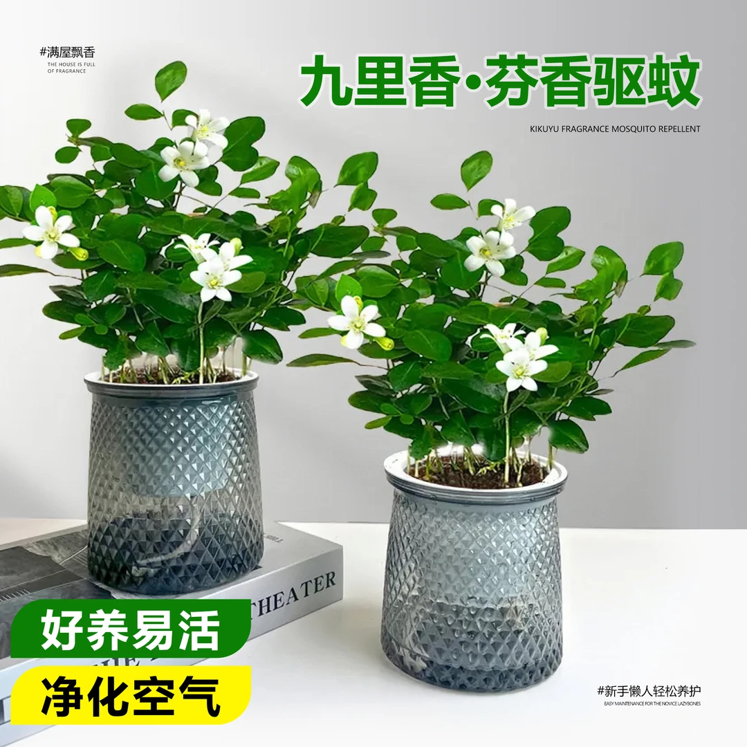 【 买一送一】九里香室内净化空气桌面办公室美观四季常青绿植盆栽