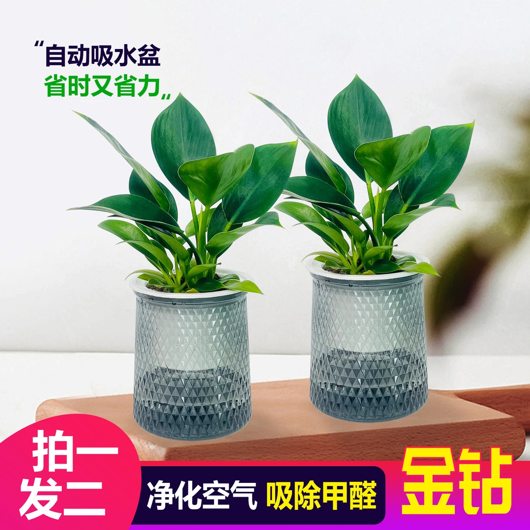 【 买一送一】金钻盆栽室内净化空气美观桌面绿植办公室四季常青