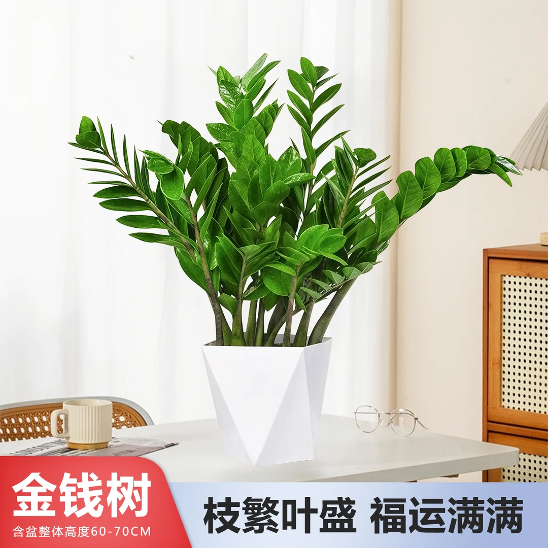 【亏米宠粉】50-60cm金钱树盆栽绿植客厅办公乔迁新居摇钱树钱串子