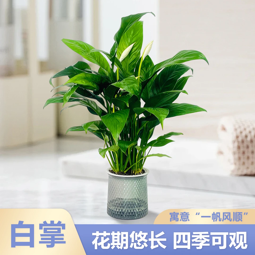 白掌一帆风顺盆栽植物室内花卉绿植水养四季开花新手好养易活