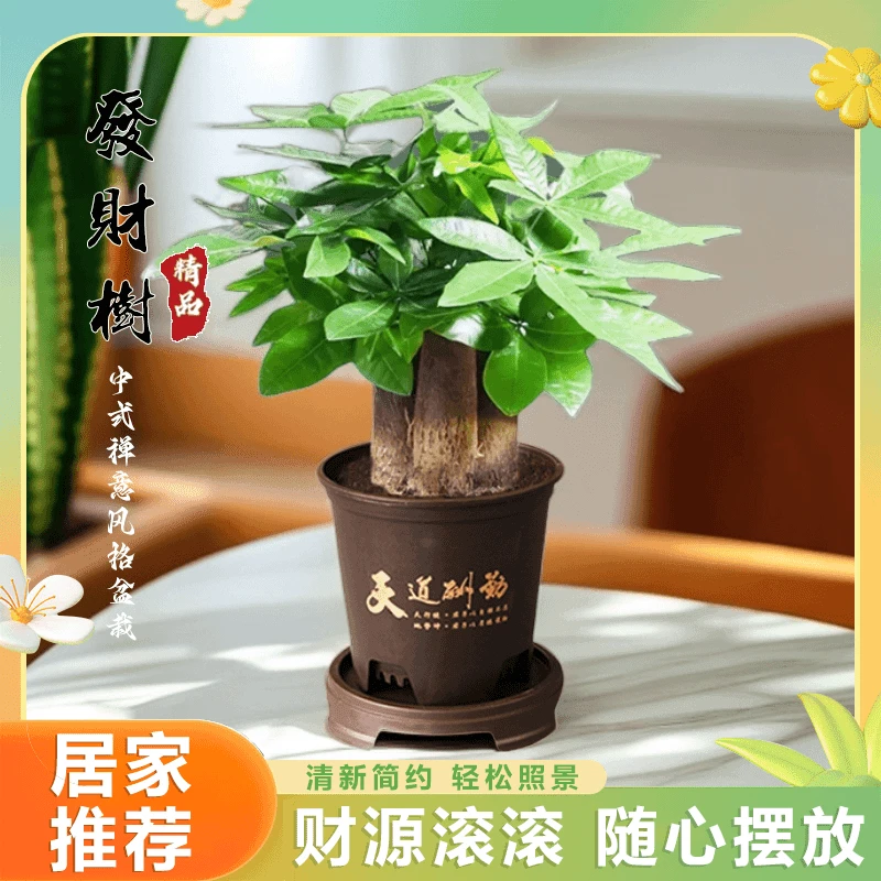 三杆发财树财源滚滚盆栽室内办公桌观叶易养活植物绿色植物
