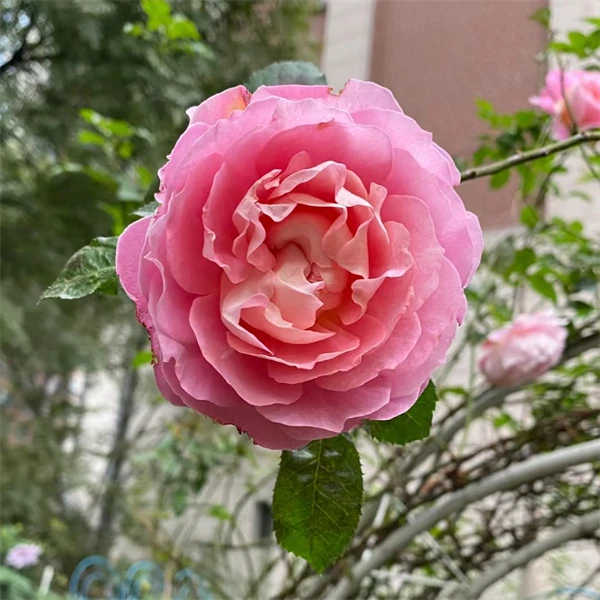 【3颗包邮】藤本海神王月季海神王芽变新品花多季节开花长势快