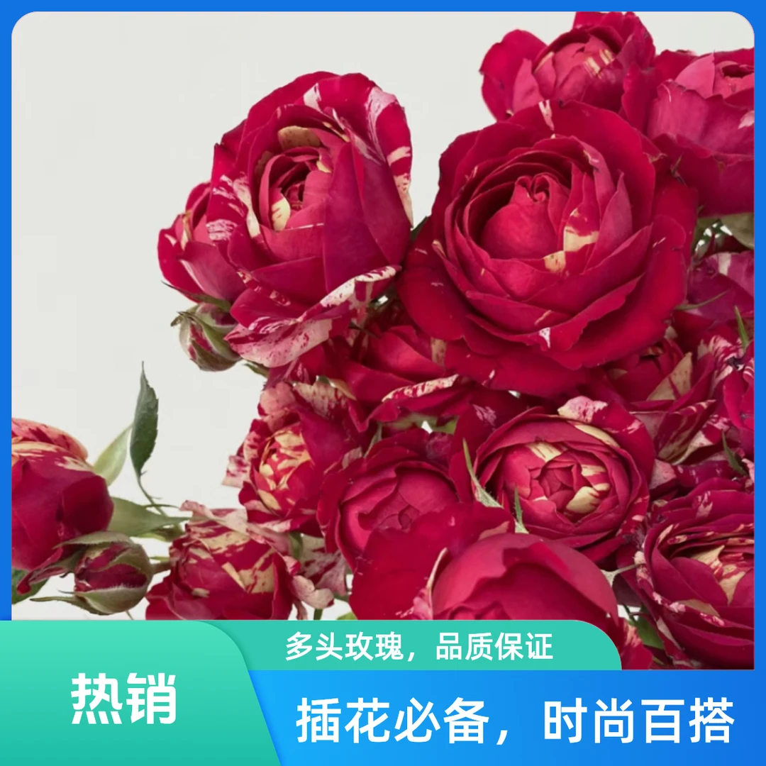 【夏季清棚】月季小苗清园欧月盆栽庭院大花浓香灌木爬藤花卉黑巴克