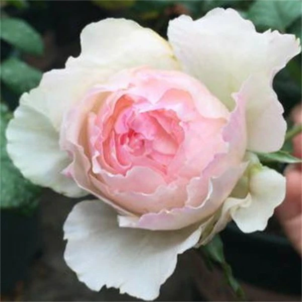 【1颗包邮】佩尔朱克灌木月季玫瑰花中苗日月浓香庭院切花阳台
