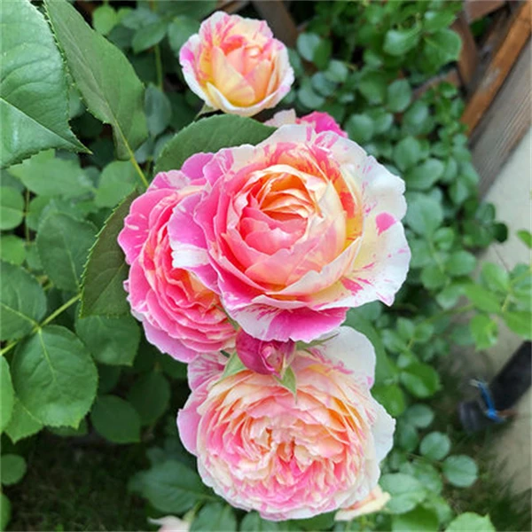 【1颗包邮】莫奈月季花中苗大花香味四季花卉庭院阳台盆栽