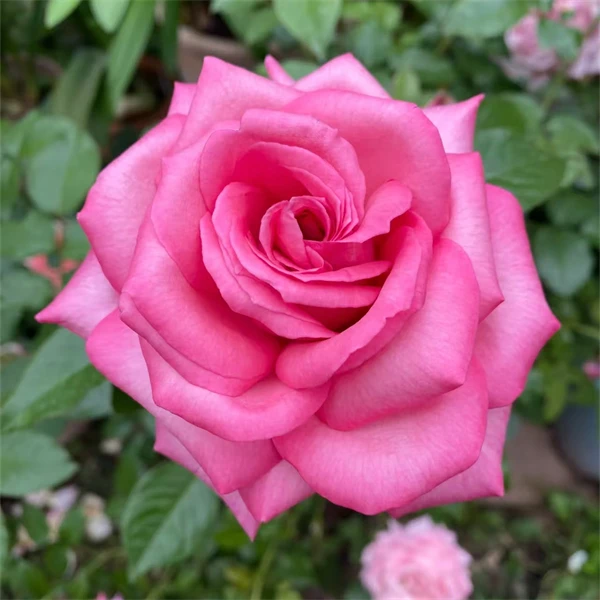 【3颗包邮】婚礼的钟声月季小苗大花浓香庭院阳台盆栽绿植花卉多季