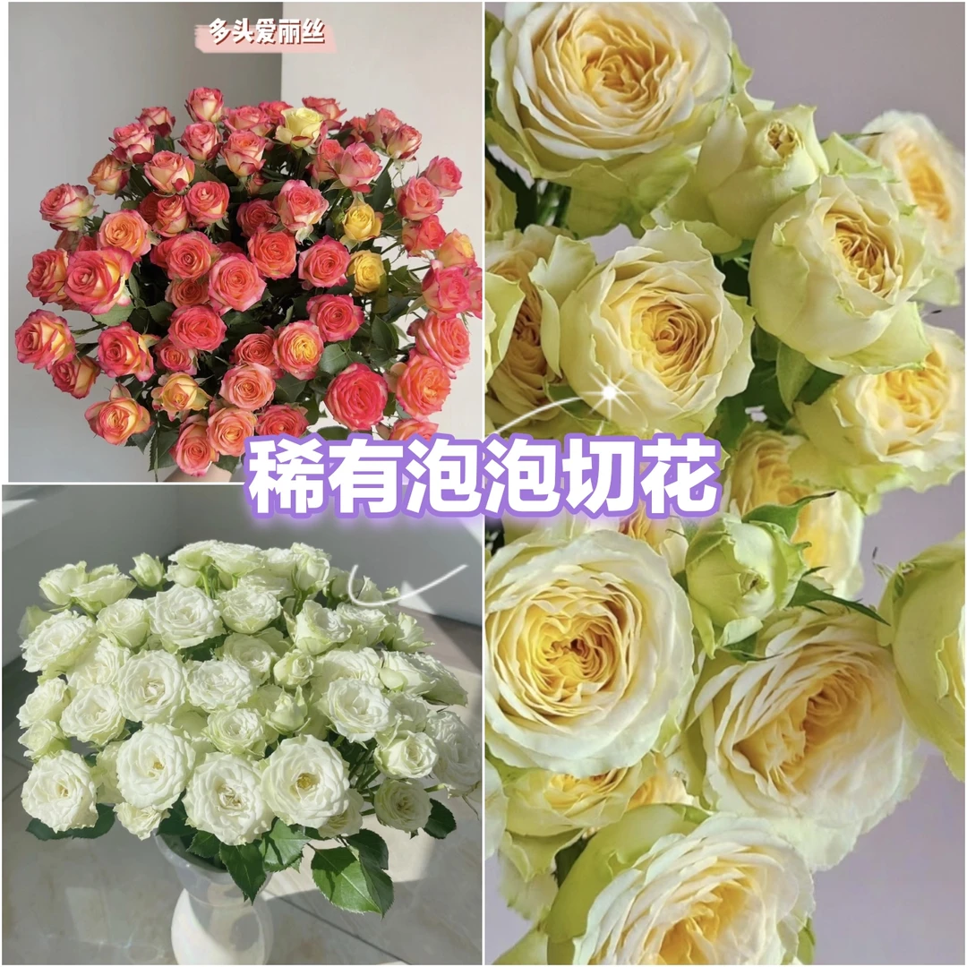 【稀有泡泡玫瑰组合三颗】多头玫瑰泡泡四季耐热耐晒盆栽不包活