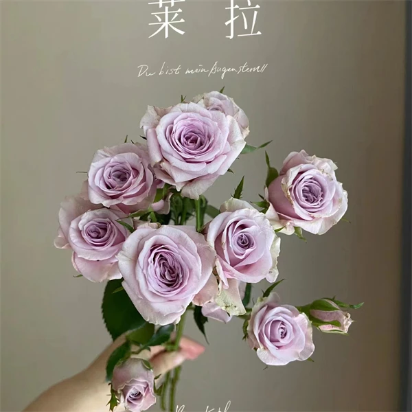 【3颗包邮】莱拉月季多头切花品种小苗阳台顶楼直立灌木盆栽地栽
