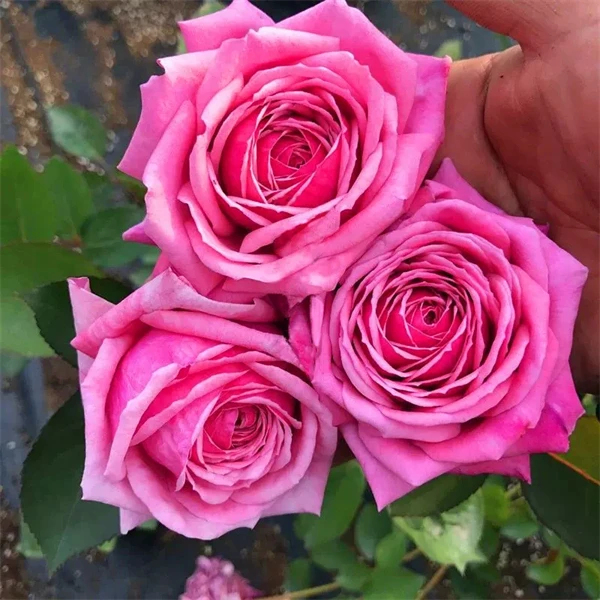 【3颗包邮】结爱浓香型月季花玫瑰室内外花园庭院盆栽四季开花