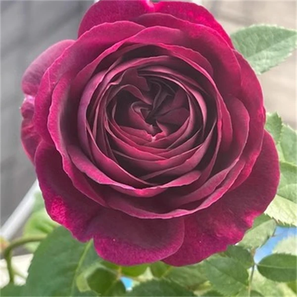【3颗包邮】魔界月季丰花灌木阳台庭院多季成群开花扦插小苗