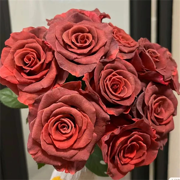 【3颗包邮】杏仁酒/阿玛雷托月季阳台盆栽庭院地栽抗病勤花切花玫瑰