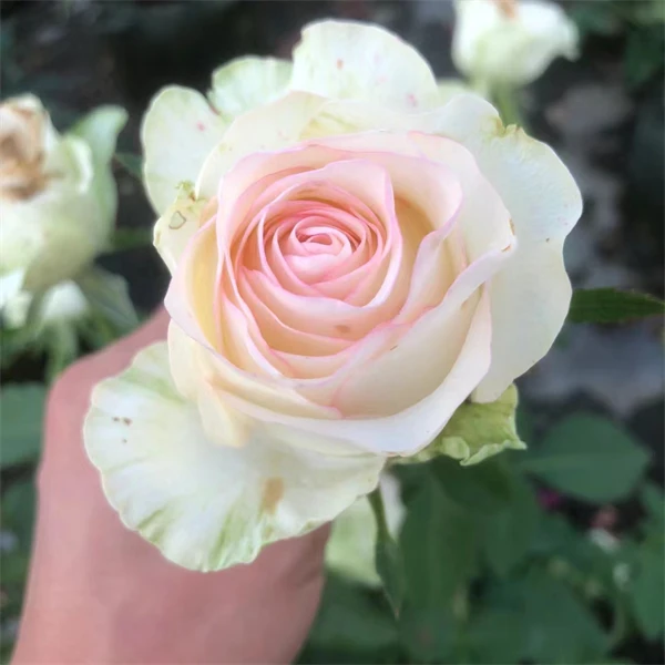 【3颗包邮】白爱莎 /白艾莎月季玫瑰花苗直立性好 切花耐寒盆栽