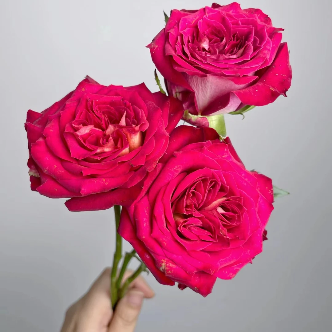 【3颗包邮】傲娇月季小苗大花直立切花四季开花庭院阳台直立勤花