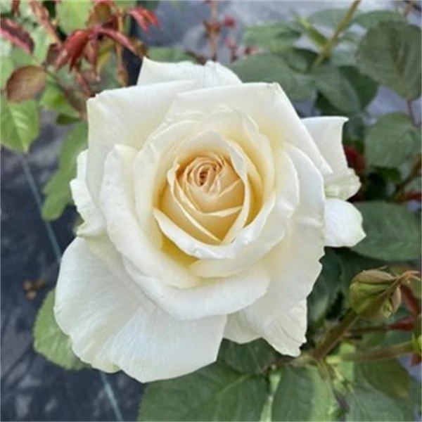 【3颗包邮】伊琳娜月季灌木浓香切花超大花阳台庭院盆栽花苗