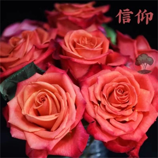 【3颗包邮】信仰切花月季橙色玫瑰花期长直立庭院阳台盆栽花苗