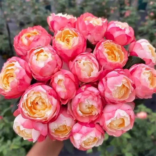 【3颗包邮】苹果运气月季花苗大花浓香玫瑰开花多头四季盆栽花卉植