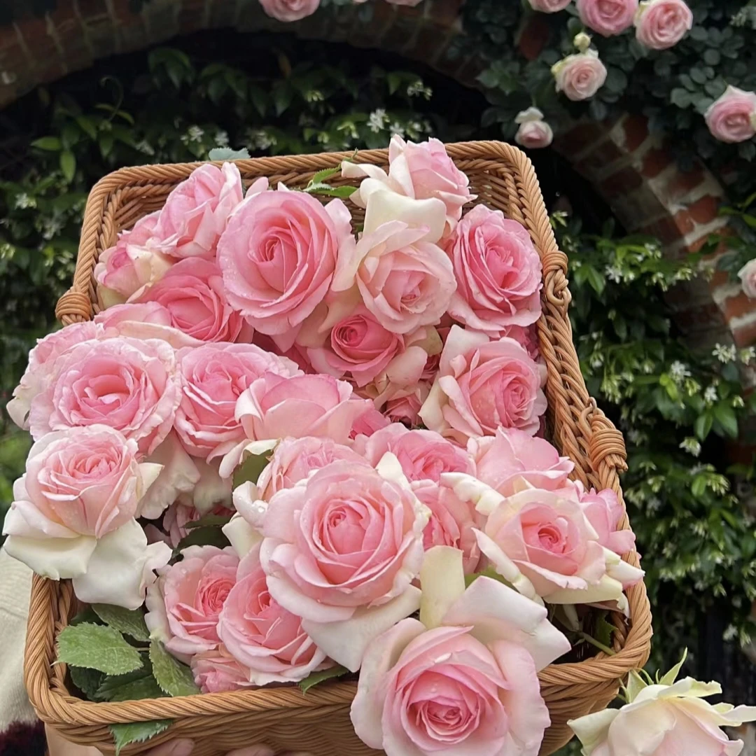 【粉丝福利】10颗装牙签小苗混苗随机发试种有瑕疵无售后不包活