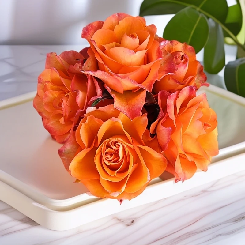 【3颗包邮】橙色唯一 月季小苗 高杯切花玫瑰 橙红色月季花苗 盆栽