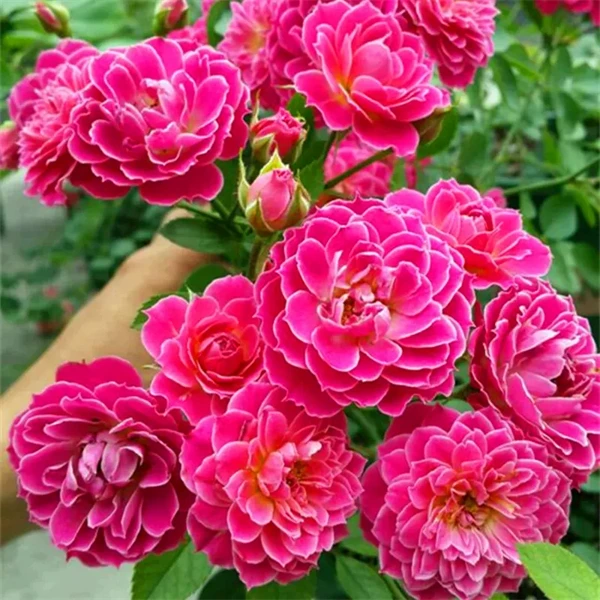 【3颗包邮】马里奥塔新西兰月季花苗多头微月勤花四季开阳台庭院