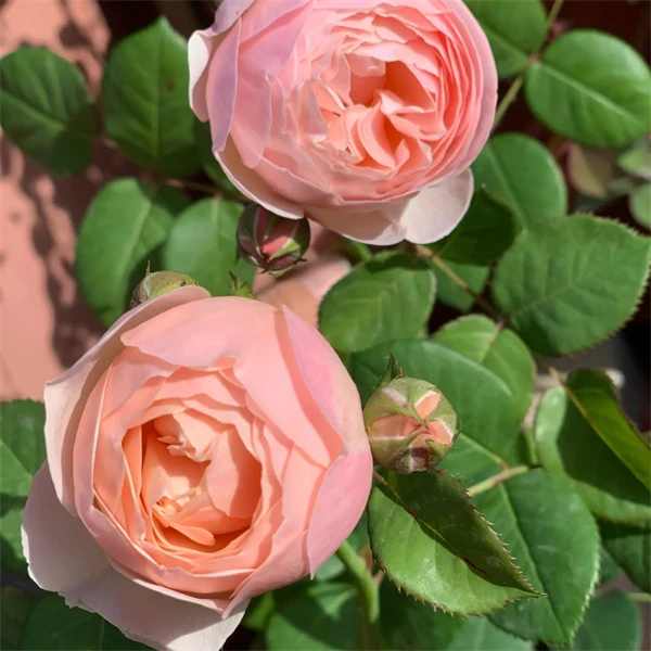 【3颗包邮】吉洛一号月季小苗灌木微香扦插小苗阳台盆栽庭院地栽苗