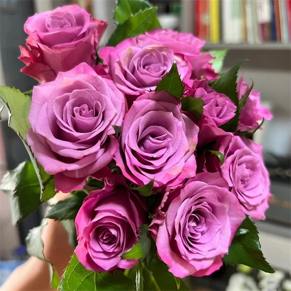 【3颗包邮】嫣然月季灌木耐热四季勤花抗病阳台花卉庭院盆栽玫瑰