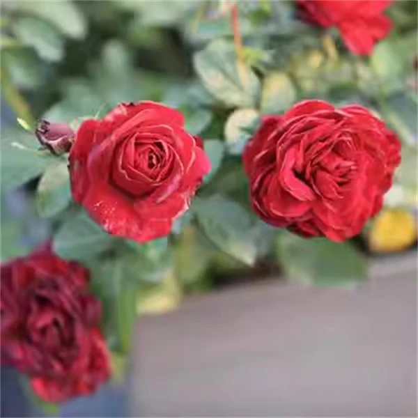 【3颗包邮】流星王阳台月季花盆栽浓香四季开花丰花粉色小苗