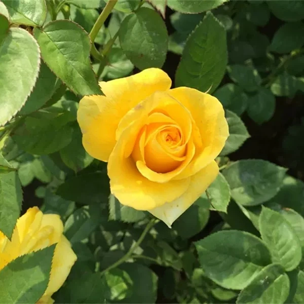 【3颗包邮】金凤凰月季花大花朵浓香四季观花植物盆栽阳台花卉